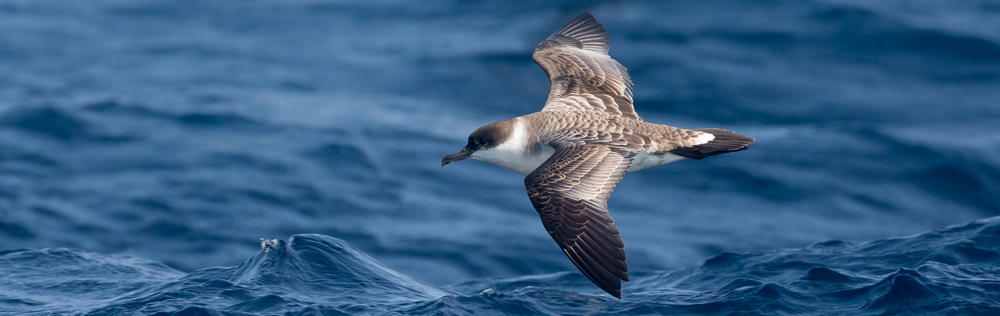 Shearwater, Falkland Islands and South Atlantic